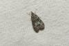 Eudonia mercurella